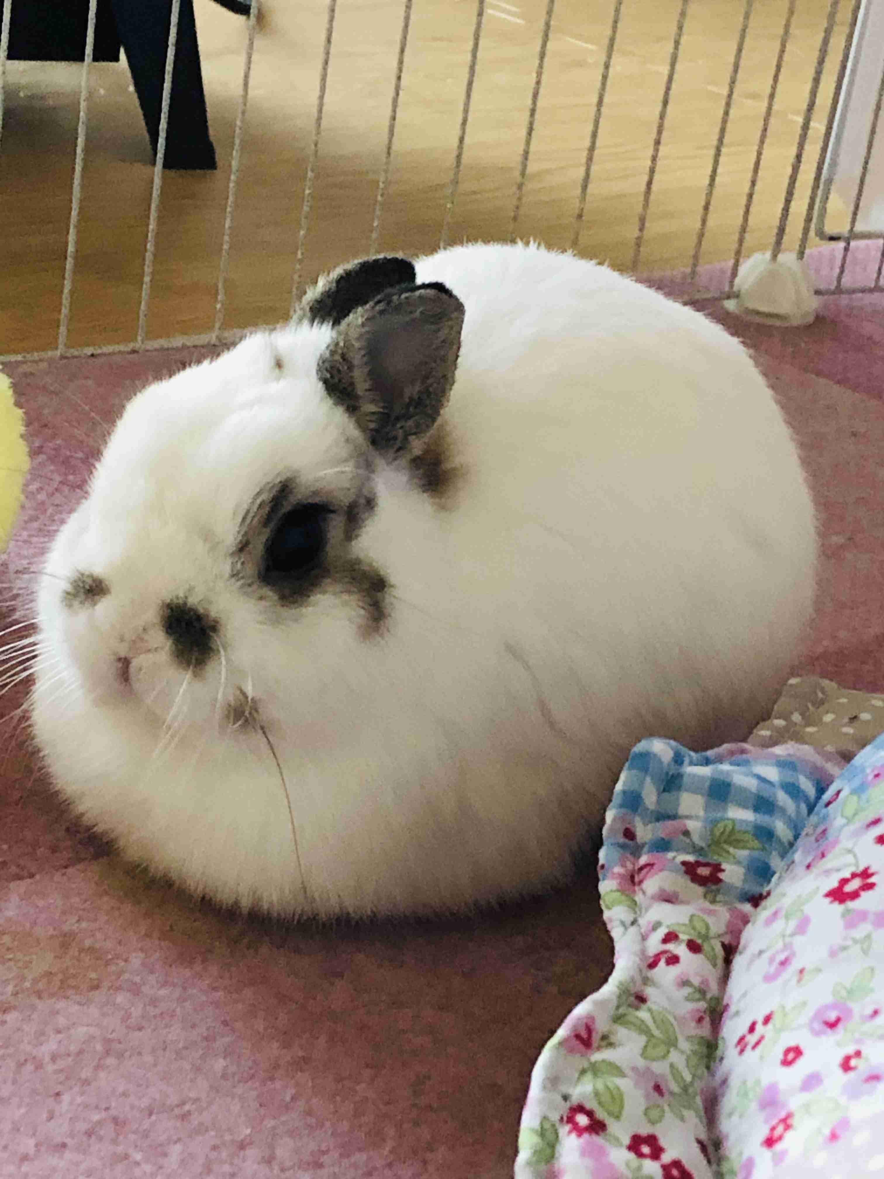 どうしても見せたい画像がある人の貼り場トピ