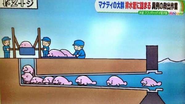 どうしても見せたい画像がある人の貼り場トピ