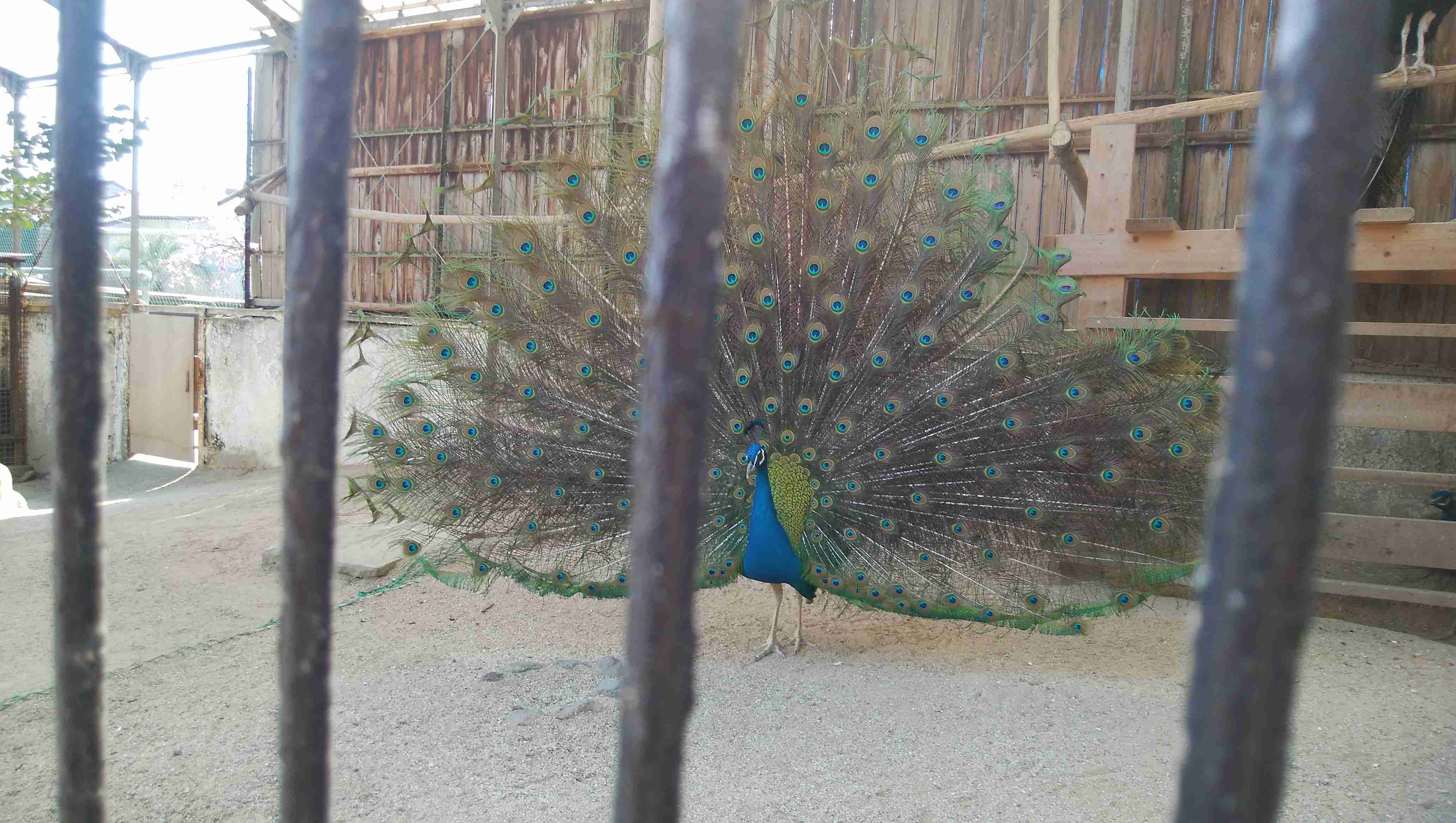 どうしても見せたい画像がある人の貼り場トピ