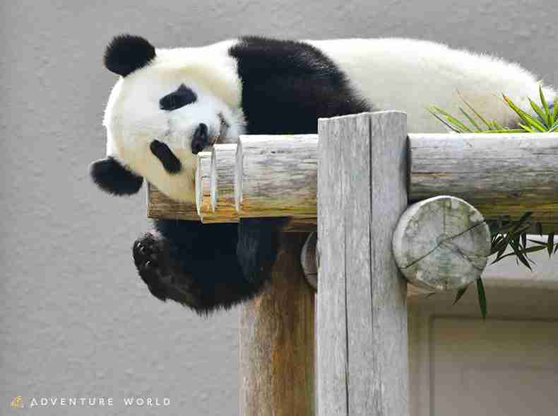 どうしても見せたい画像がある人の貼り場トピ