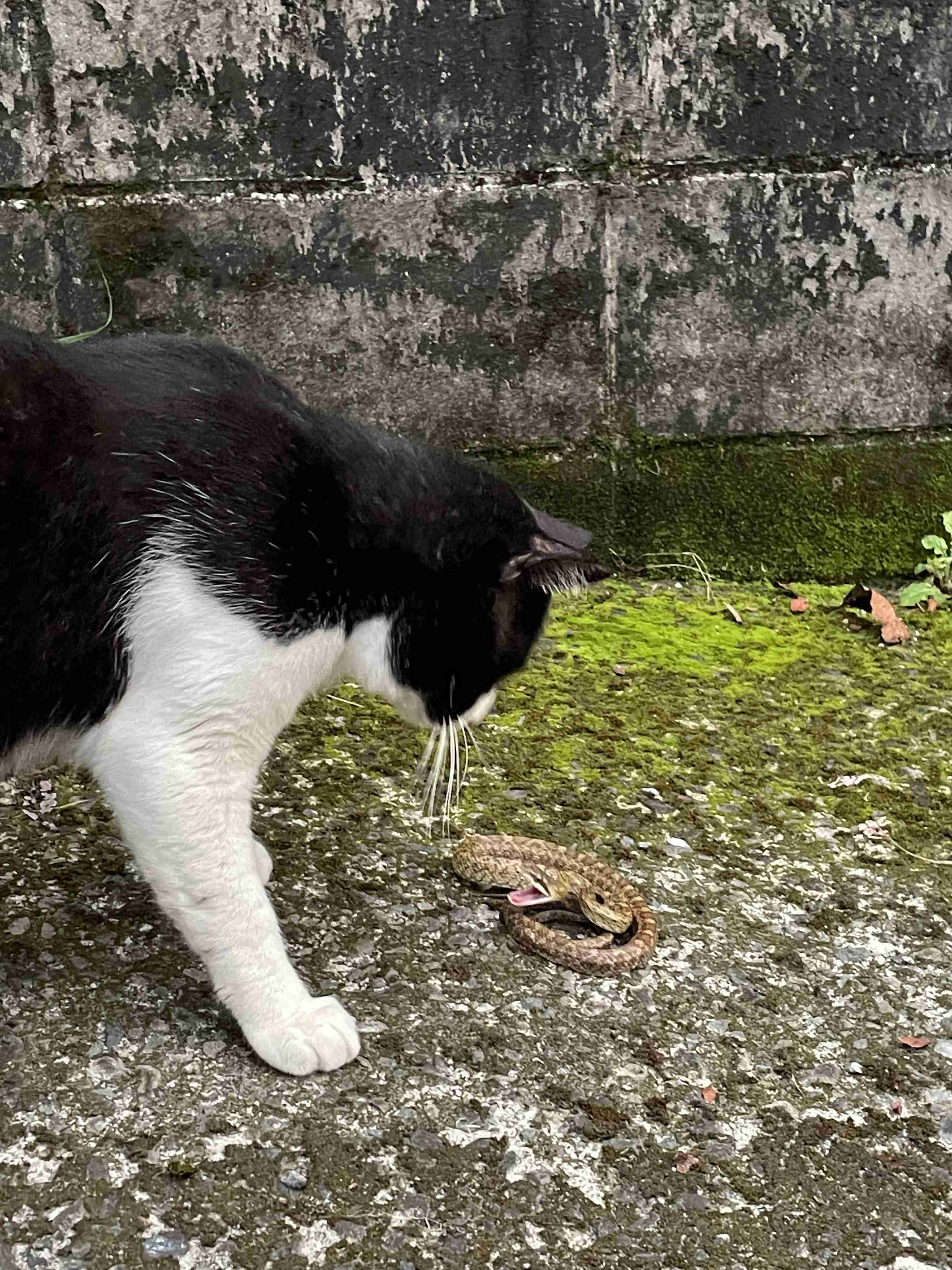 どうしても見せたい画像がある人の貼り場トピ