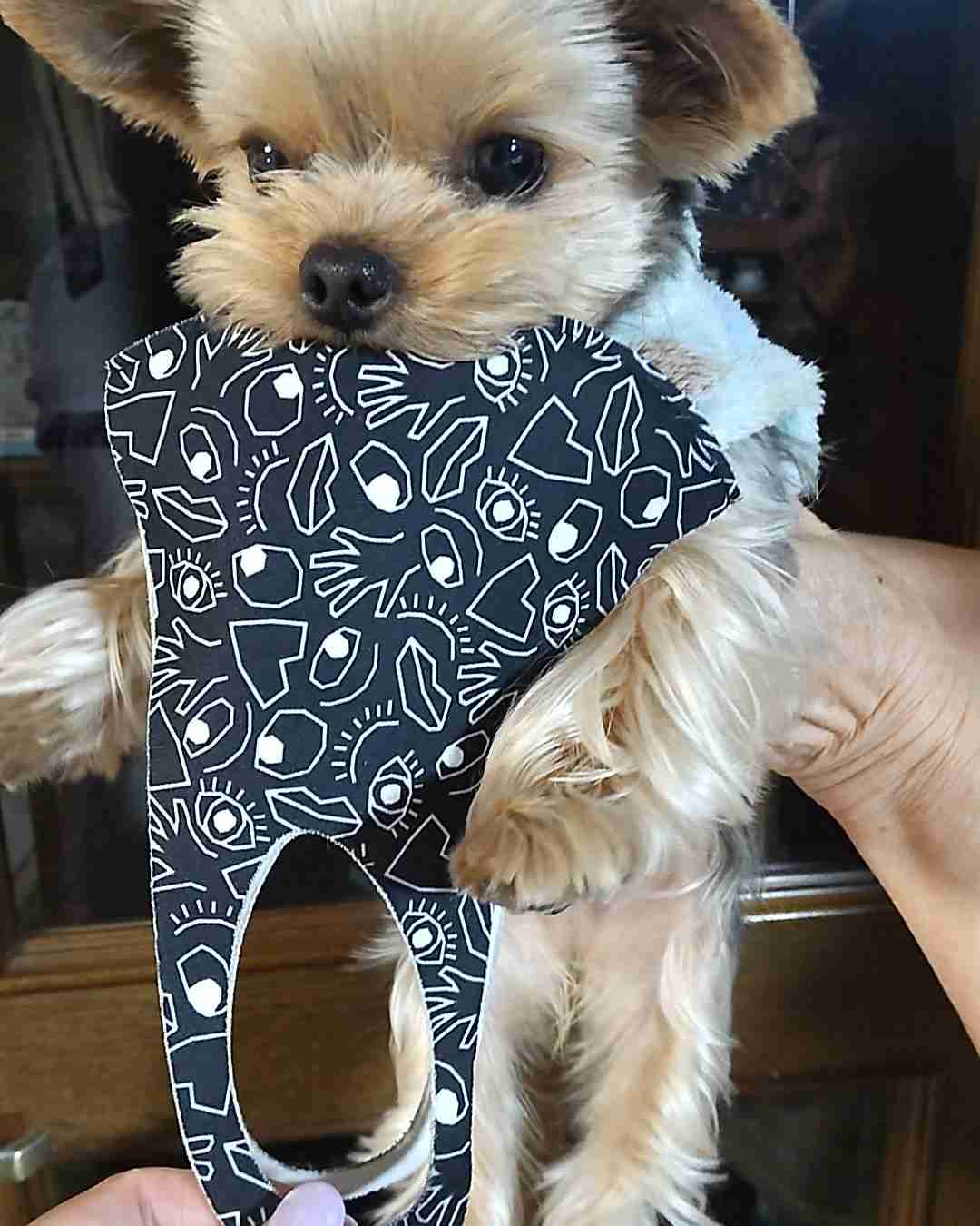 どうしても見せたい画像がある人の貼り場トピ