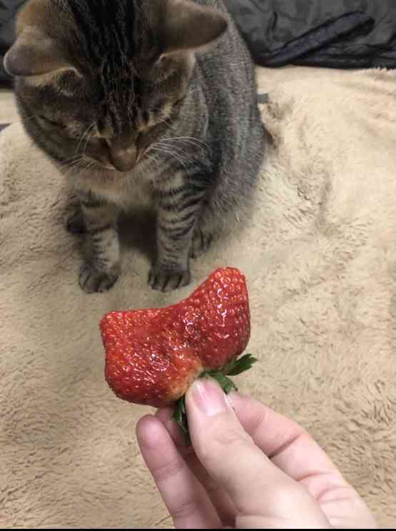 どうしても見せたい画像がある人の貼り場トピ