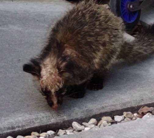 どうしても見せたい画像がある人の貼り場トピ