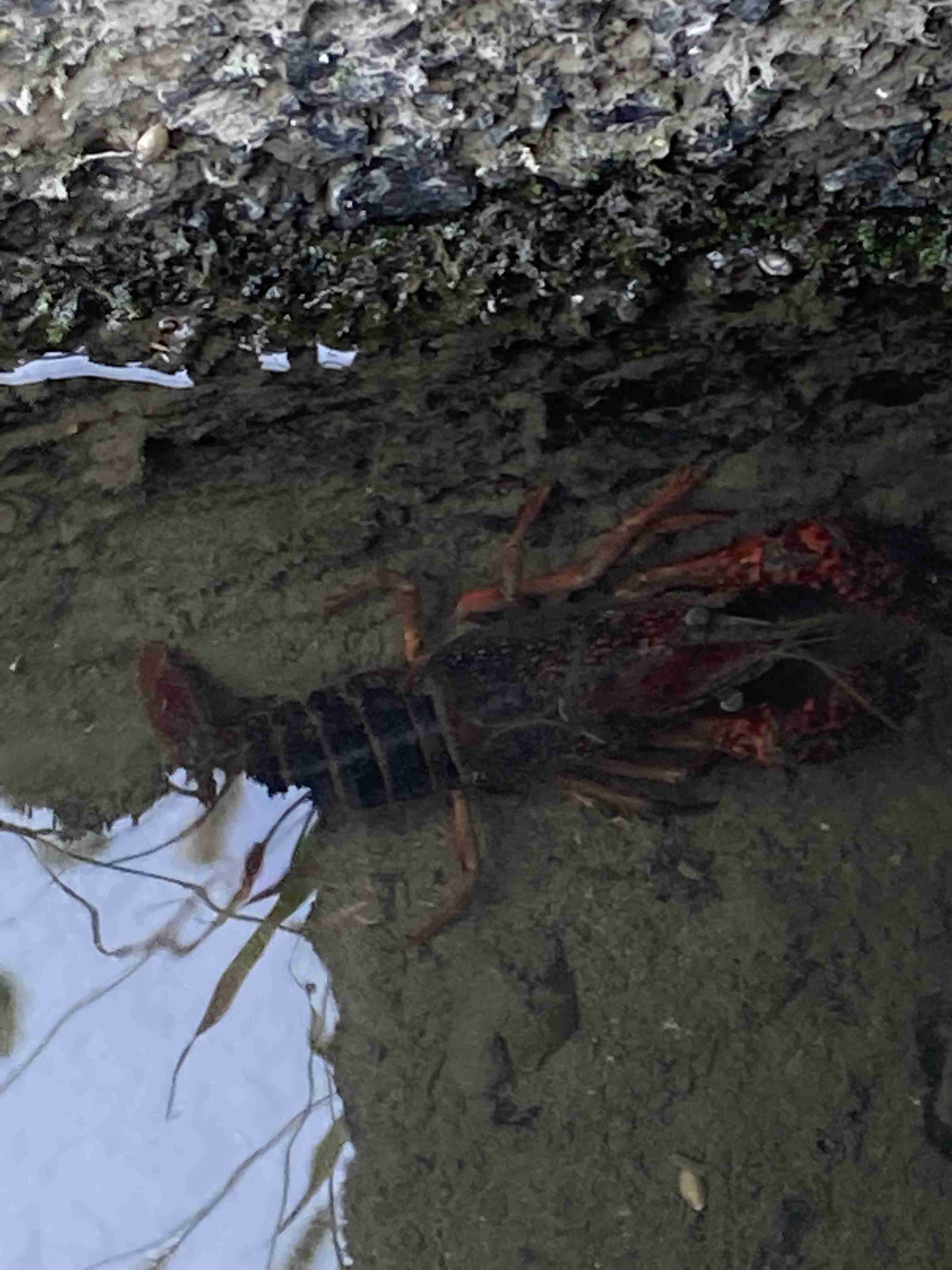 どうしても見せたい画像がある人の貼り場トピ