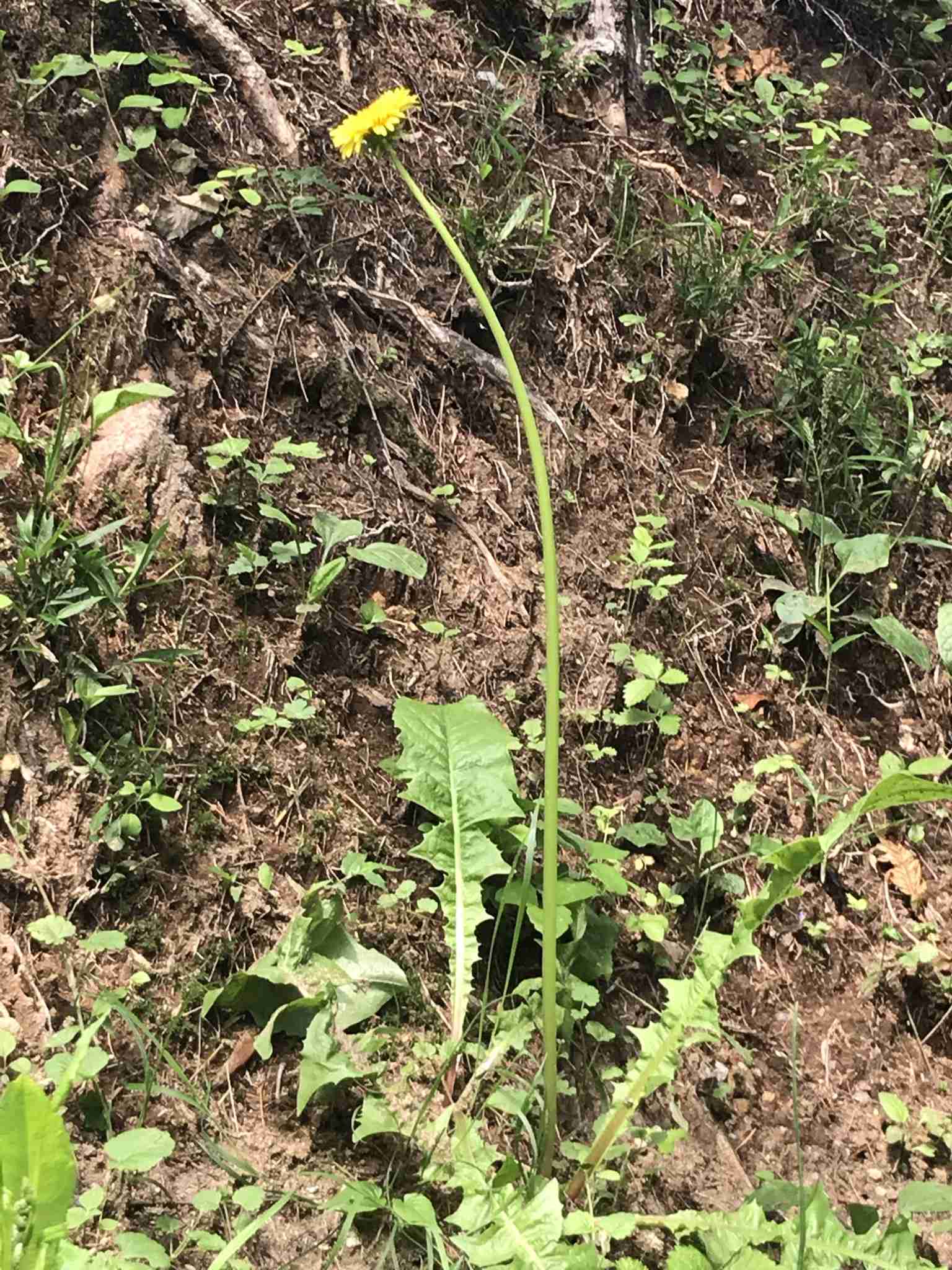 どうしても見せたい画像がある人の貼り場トピ