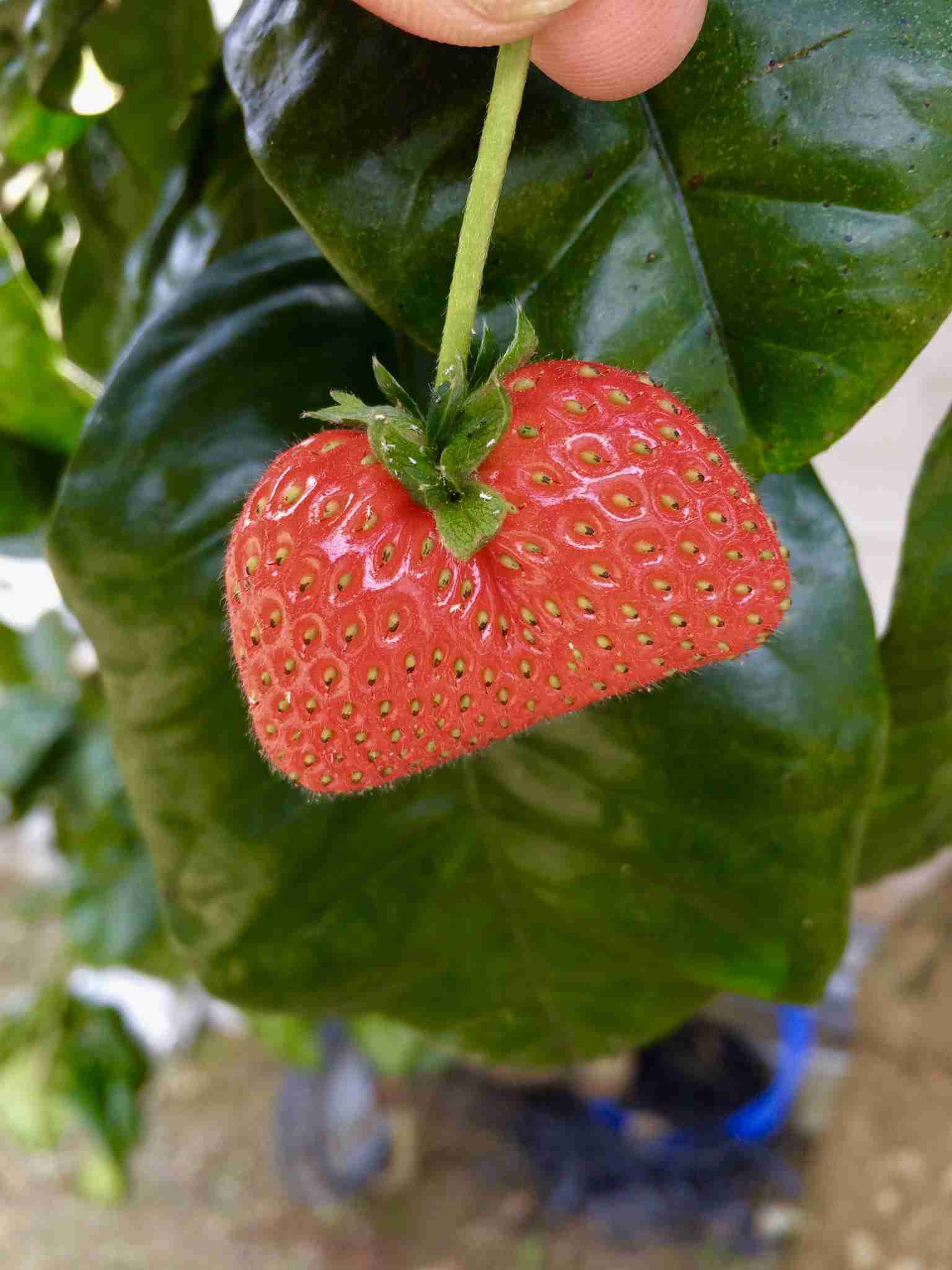 どうしても見せたい画像がある人の貼り場トピ