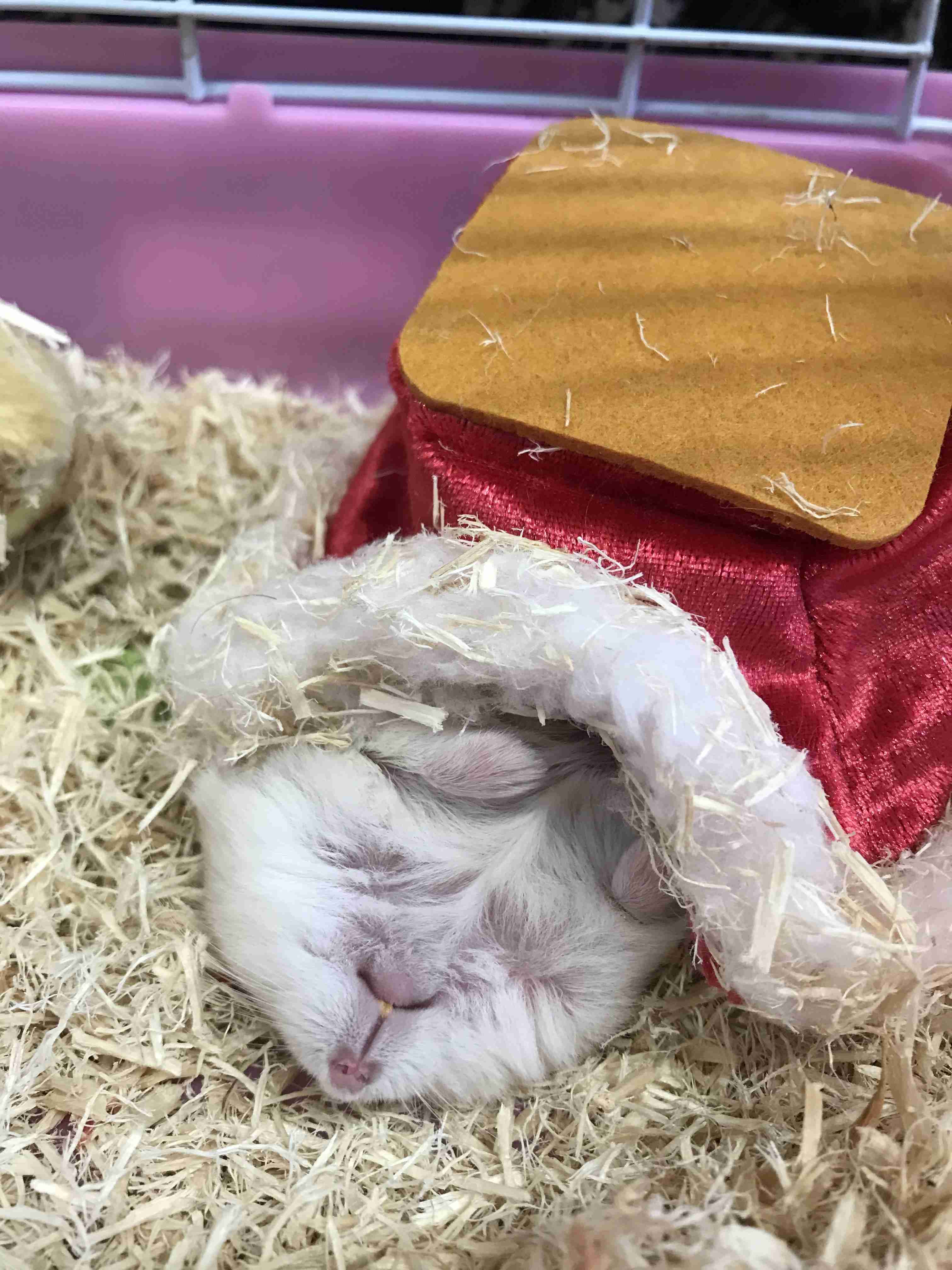 どうしても見せたい画像がある人の貼り場トピ