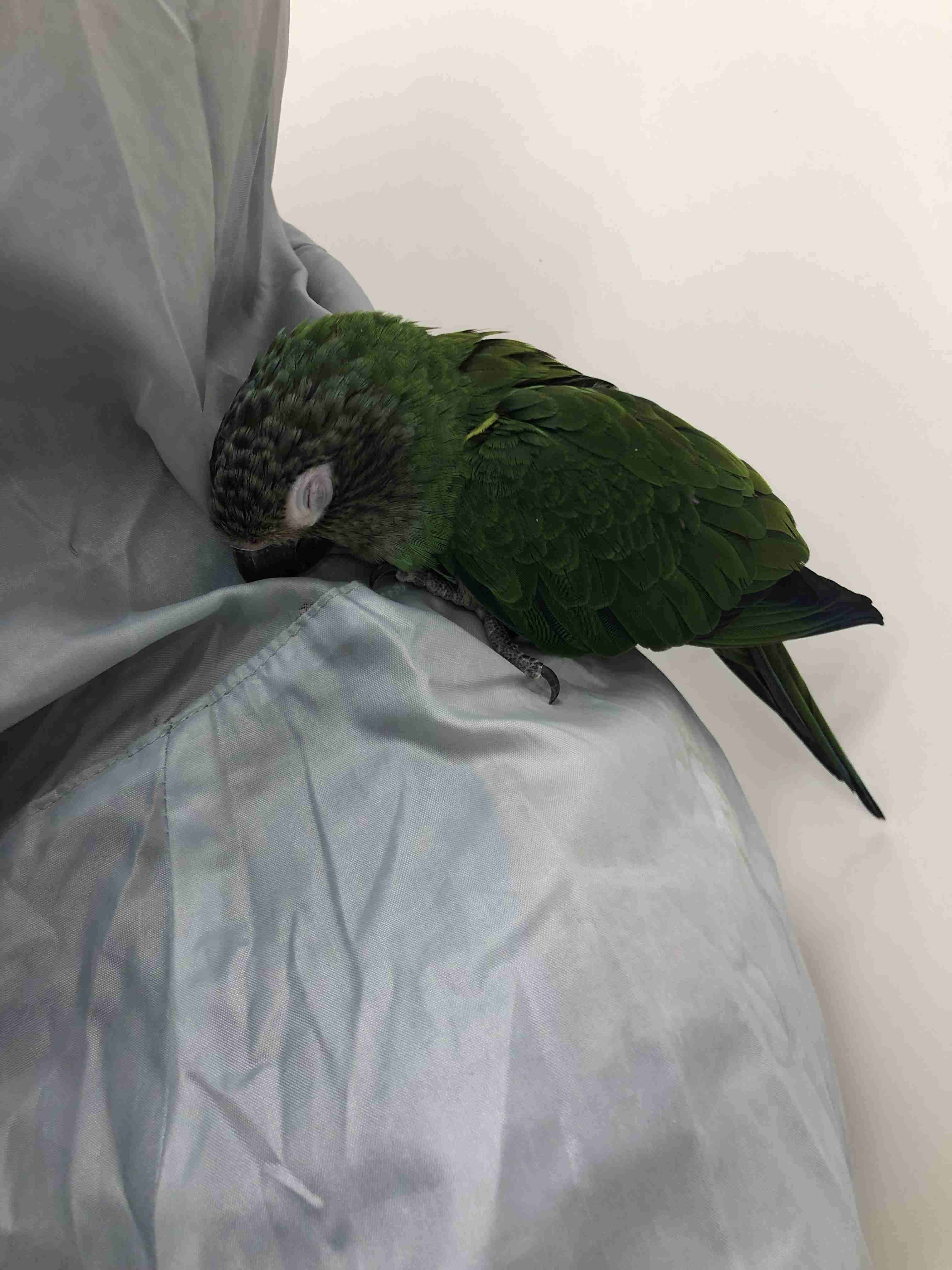 どうしても見せたい画像がある人の貼り場トピ