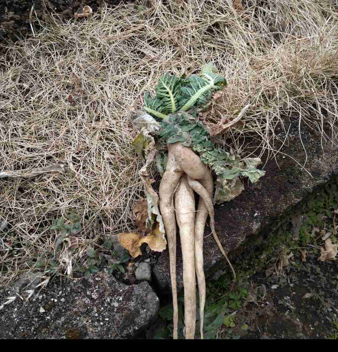 どうしても見せたい画像がある人の貼り場トピ