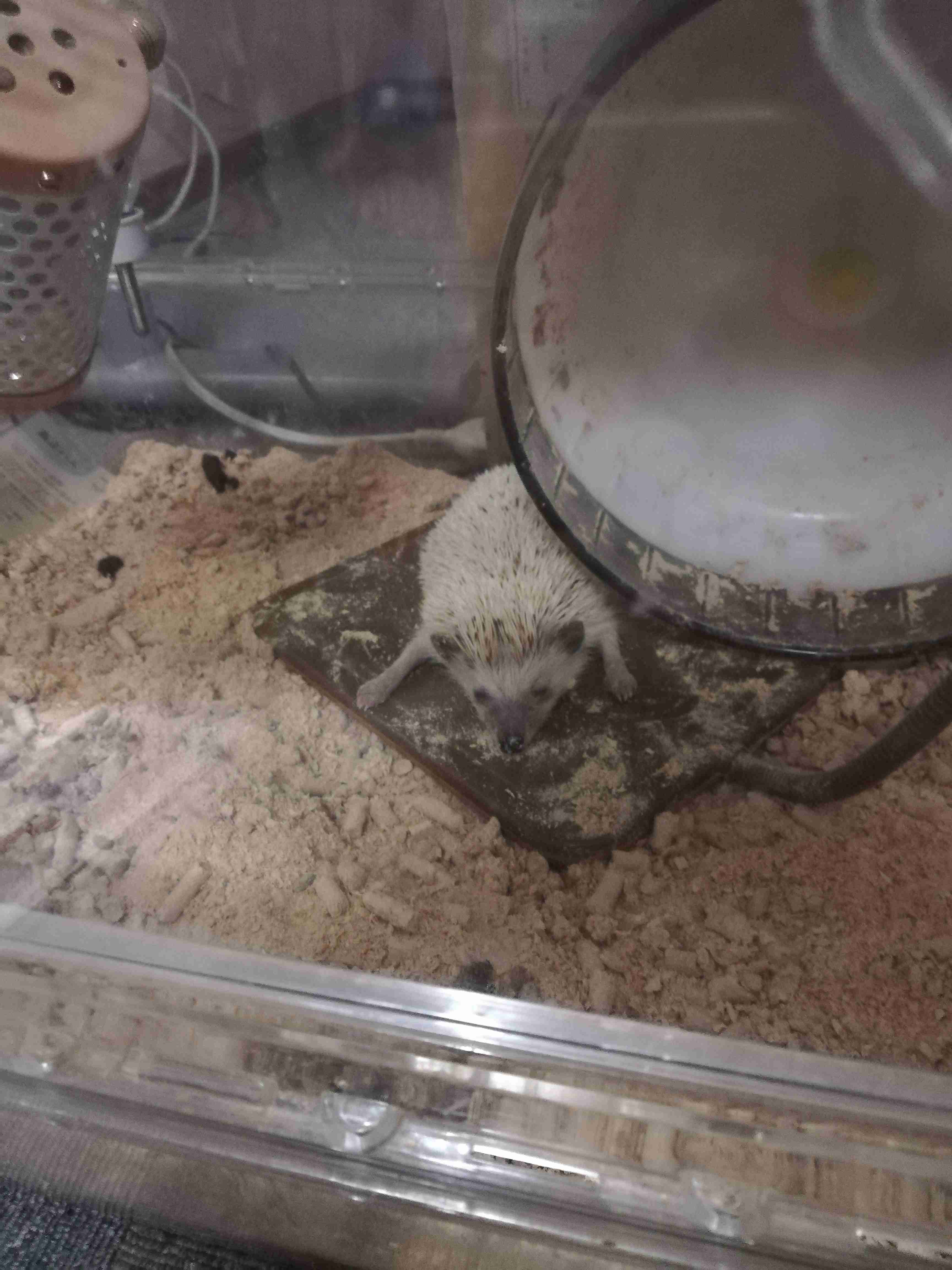 どうしても見せたい画像がある人の貼り場トピ