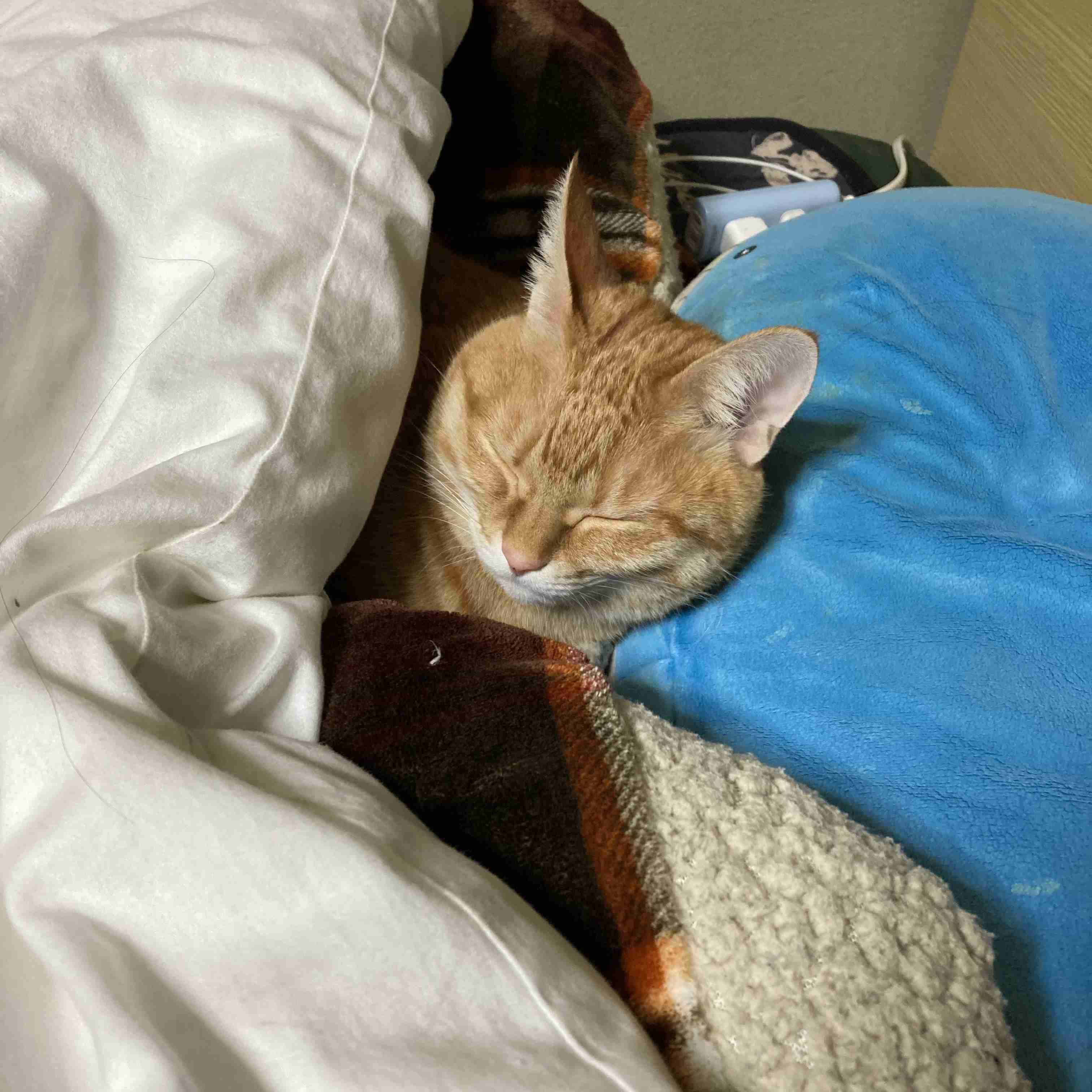 どうしても見せたい画像がある人の貼り場トピ