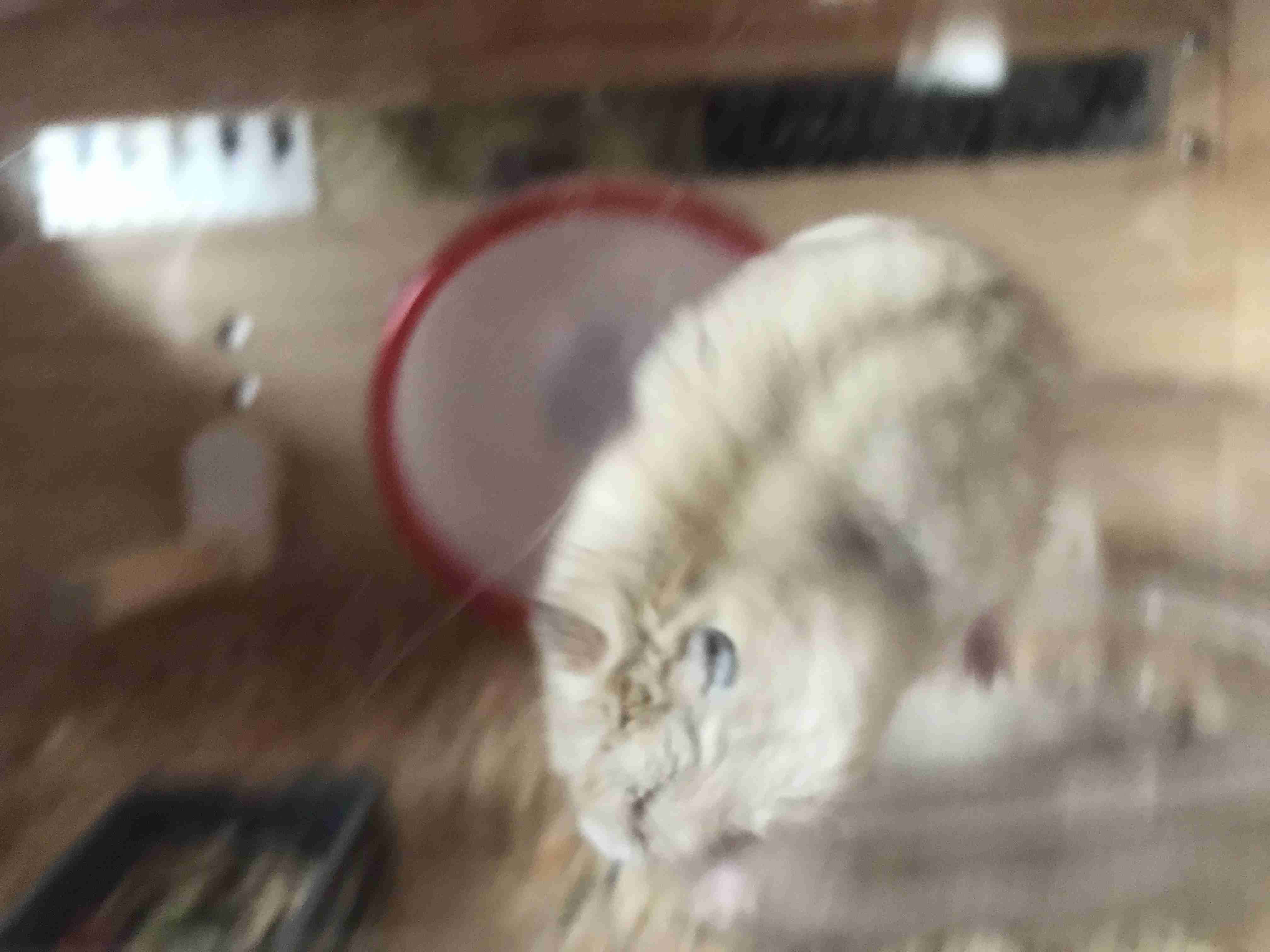 どうしても見せたい画像がある人の貼り場トピ