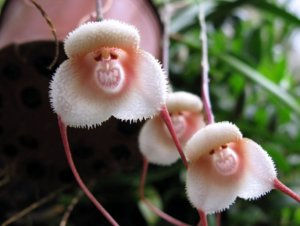 どうしても見せたい画像がある人の貼り場トピ