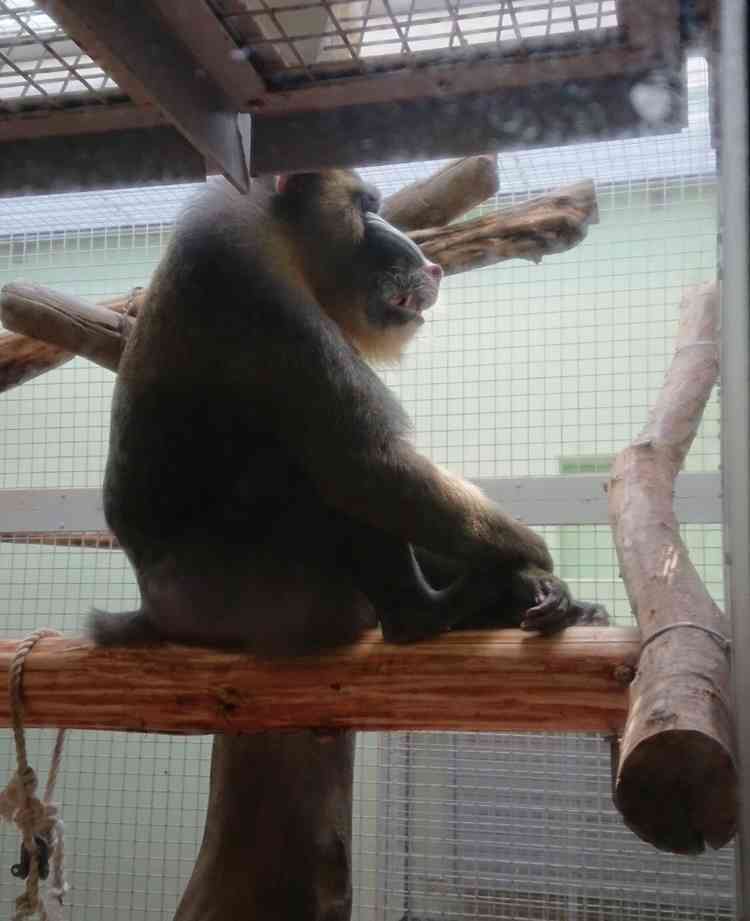 どうしても見せたい画像がある人の貼り場トピ