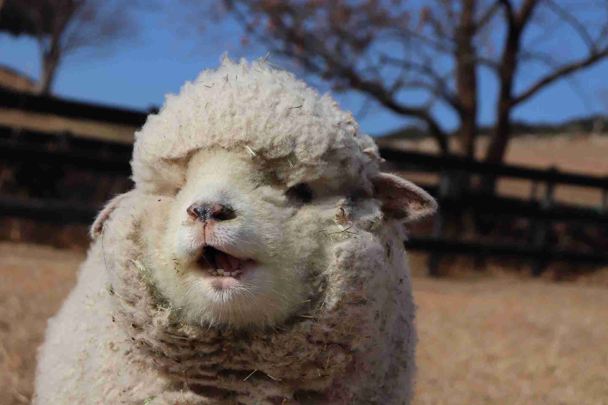 どうしても見せたい画像がある人の貼り場トピ