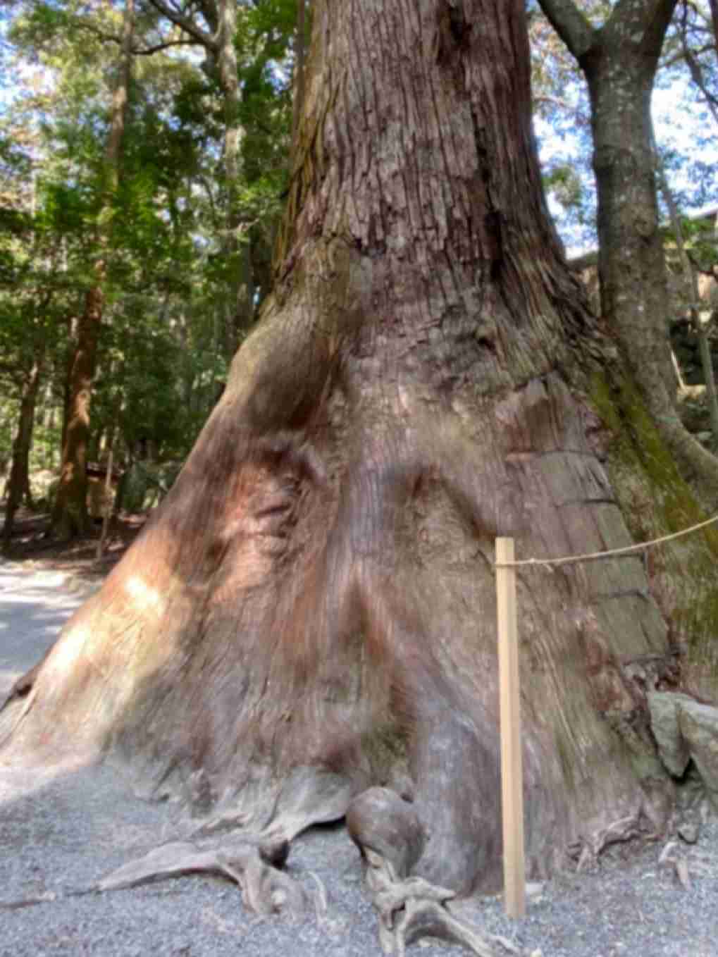 どうしても見せたい画像がある人の貼り場トピ