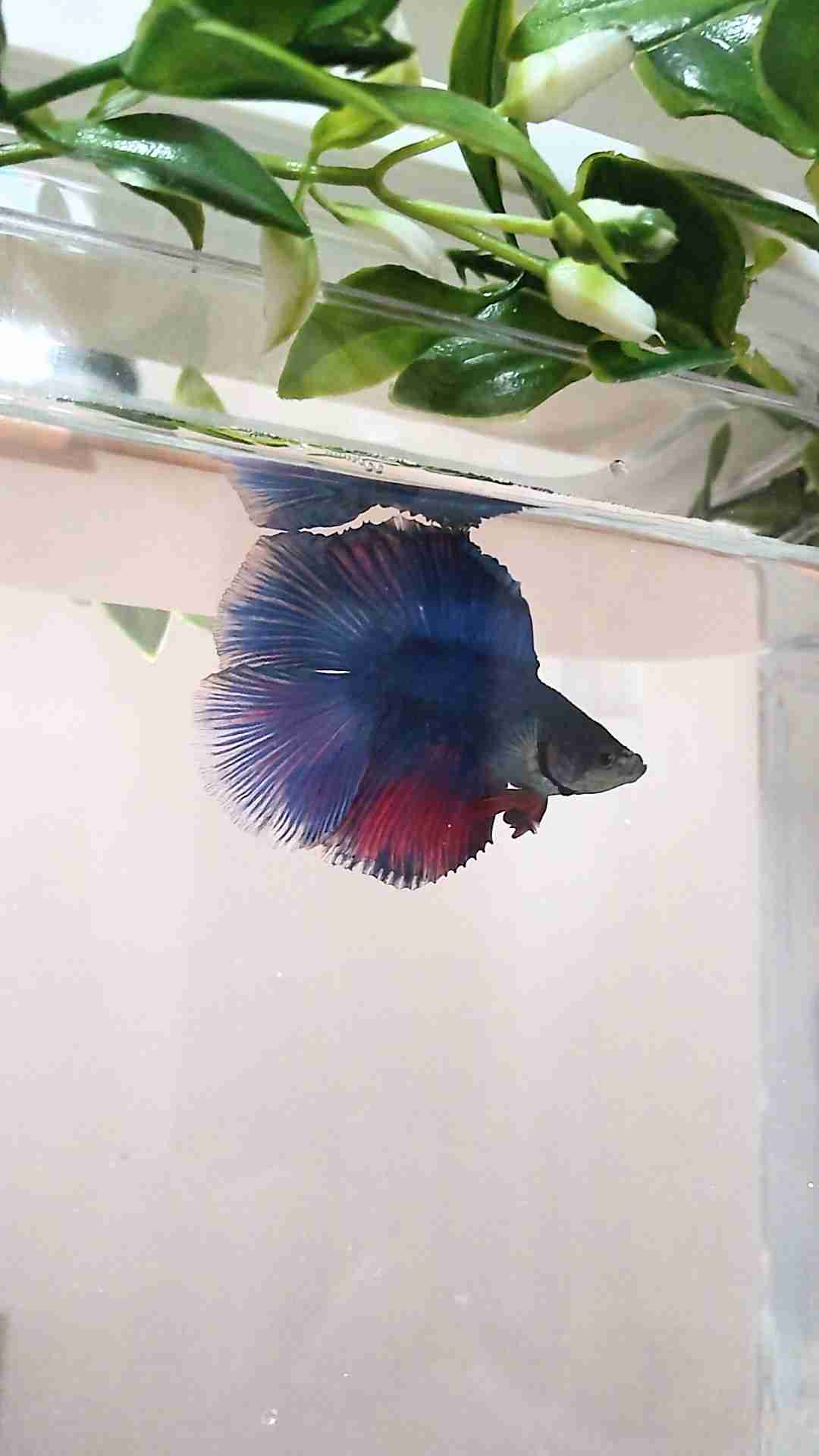 どうしても見せたい画像がある人の貼り場トピ