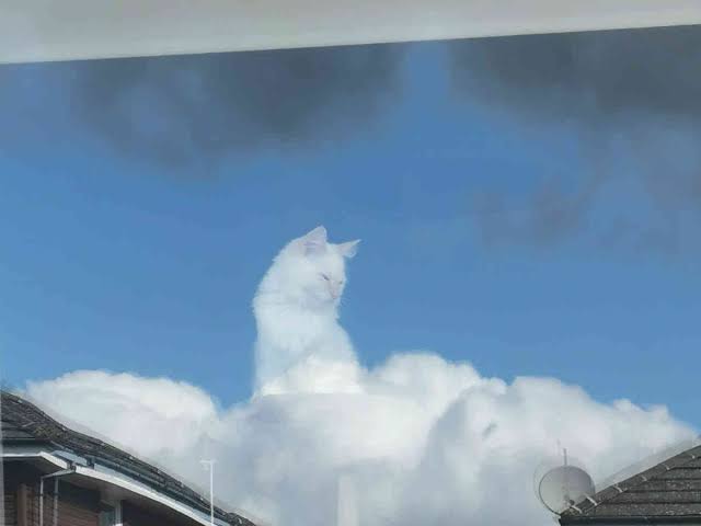一瞬我が目を疑うような画像を貼るトピ