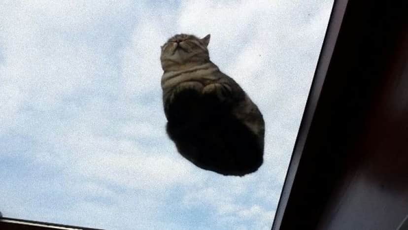 一瞬我が目を疑うような画像を貼るトピ