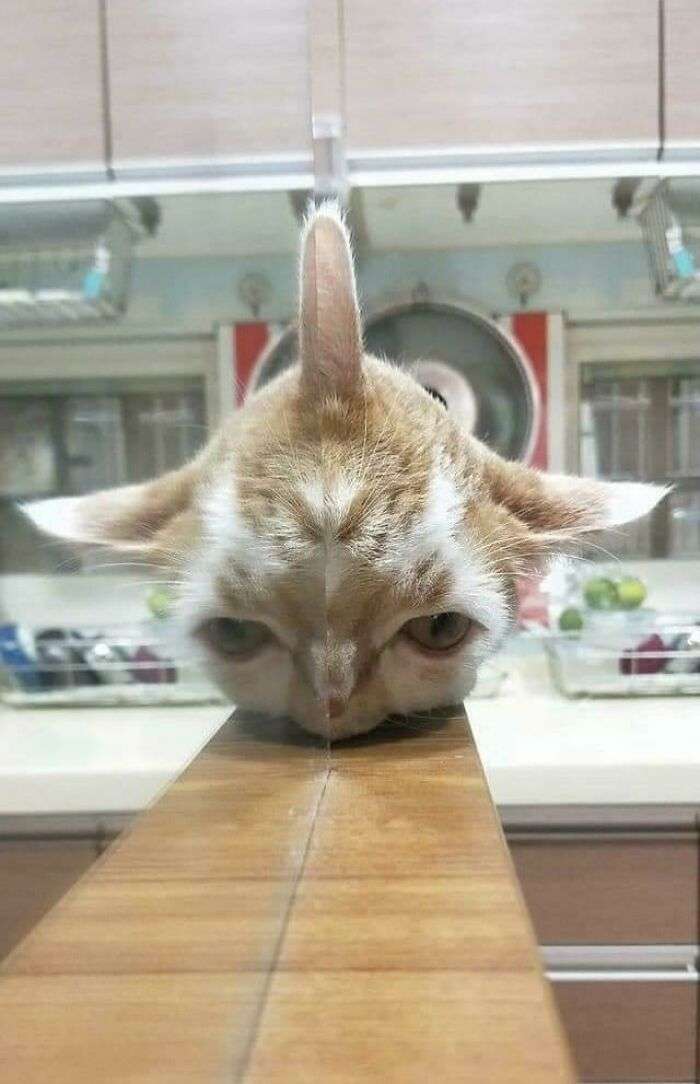 一瞬我が目を疑うような画像を貼るトピ