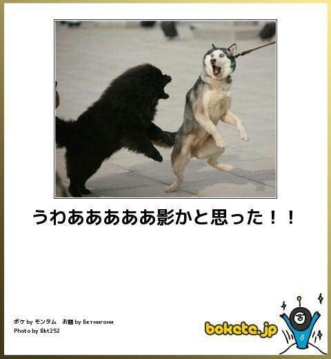 一瞬我が目を疑うような画像を貼るトピ