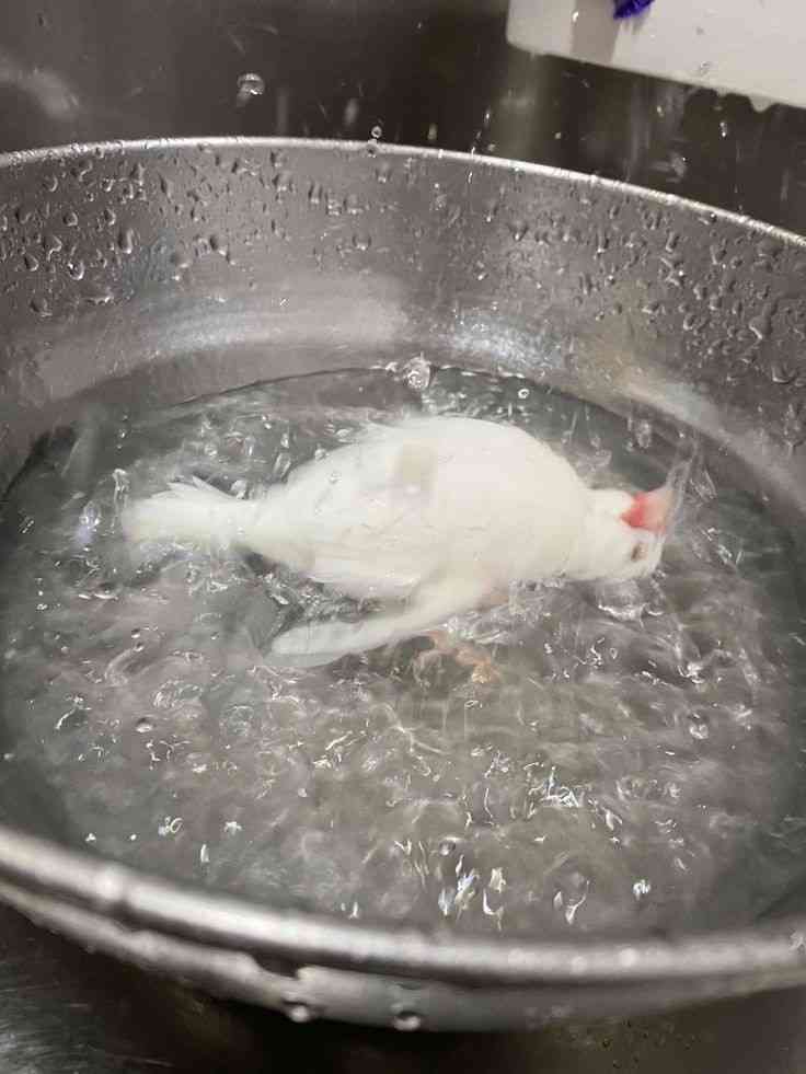 一瞬我が目を疑うような画像を貼るトピ