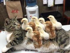 一瞬我が目を疑うような画像を貼るトピ