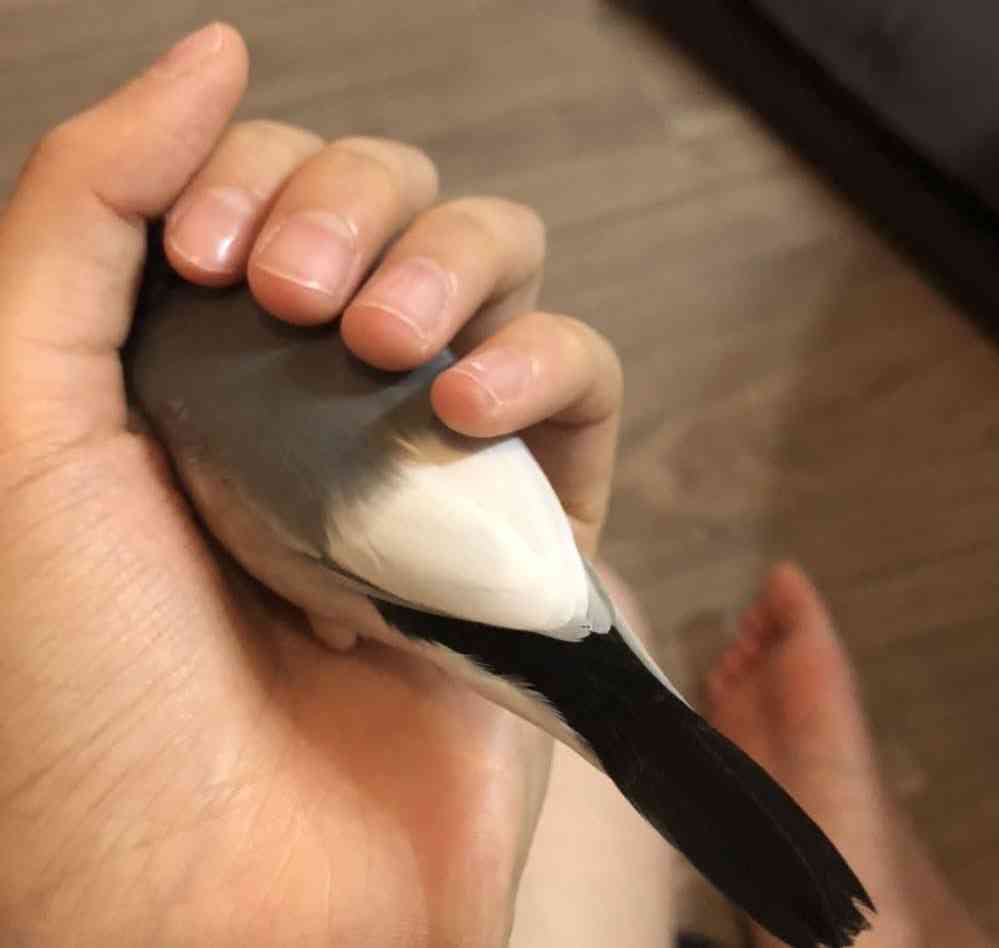 私の精神安定剤