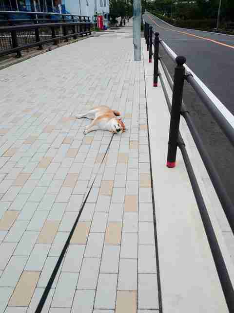 犬の散歩あるある