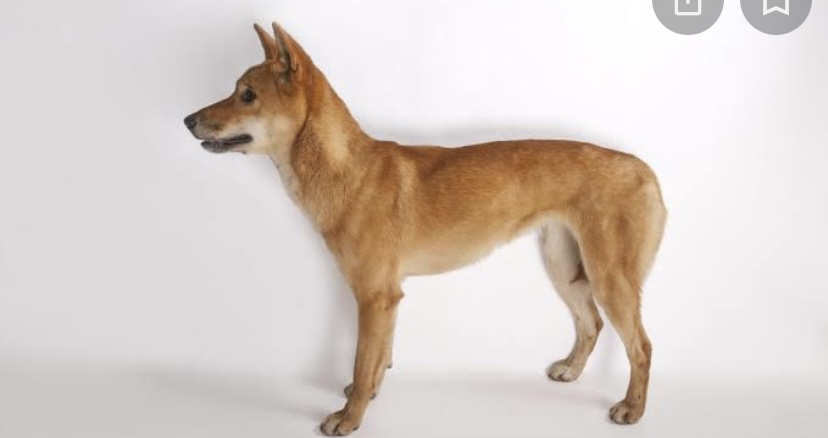 犬の散歩あるある