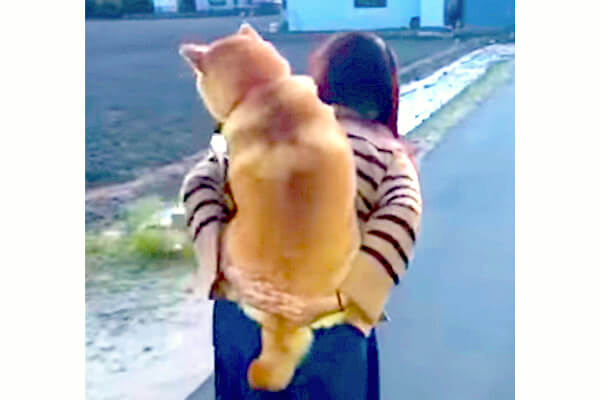 犬の散歩あるある