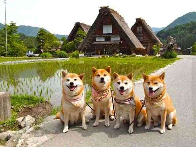 犬の散歩あるある