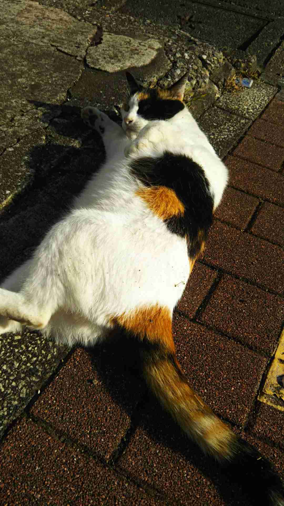 春だけど、ぼっちです