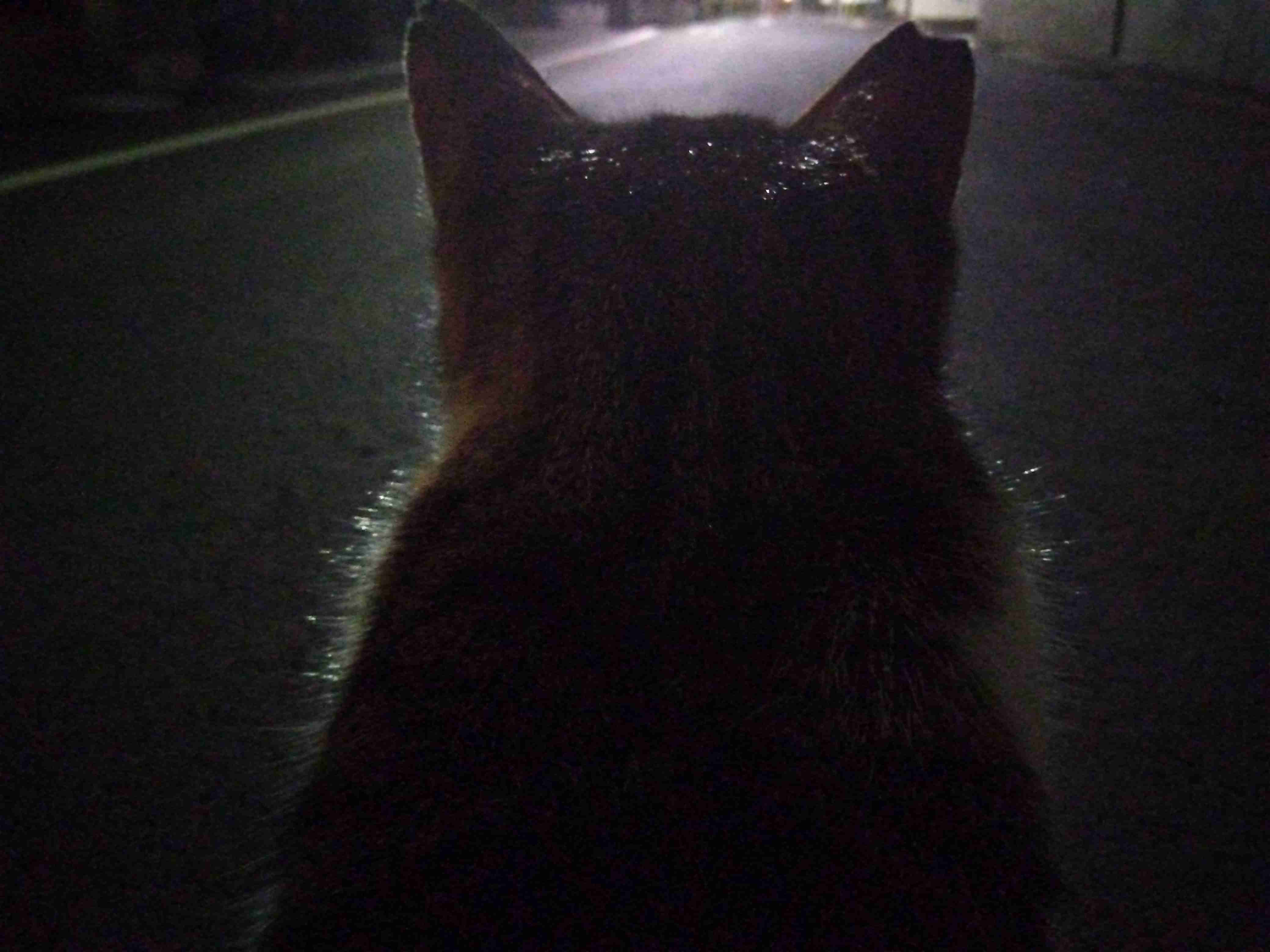 春だけど、ぼっちです