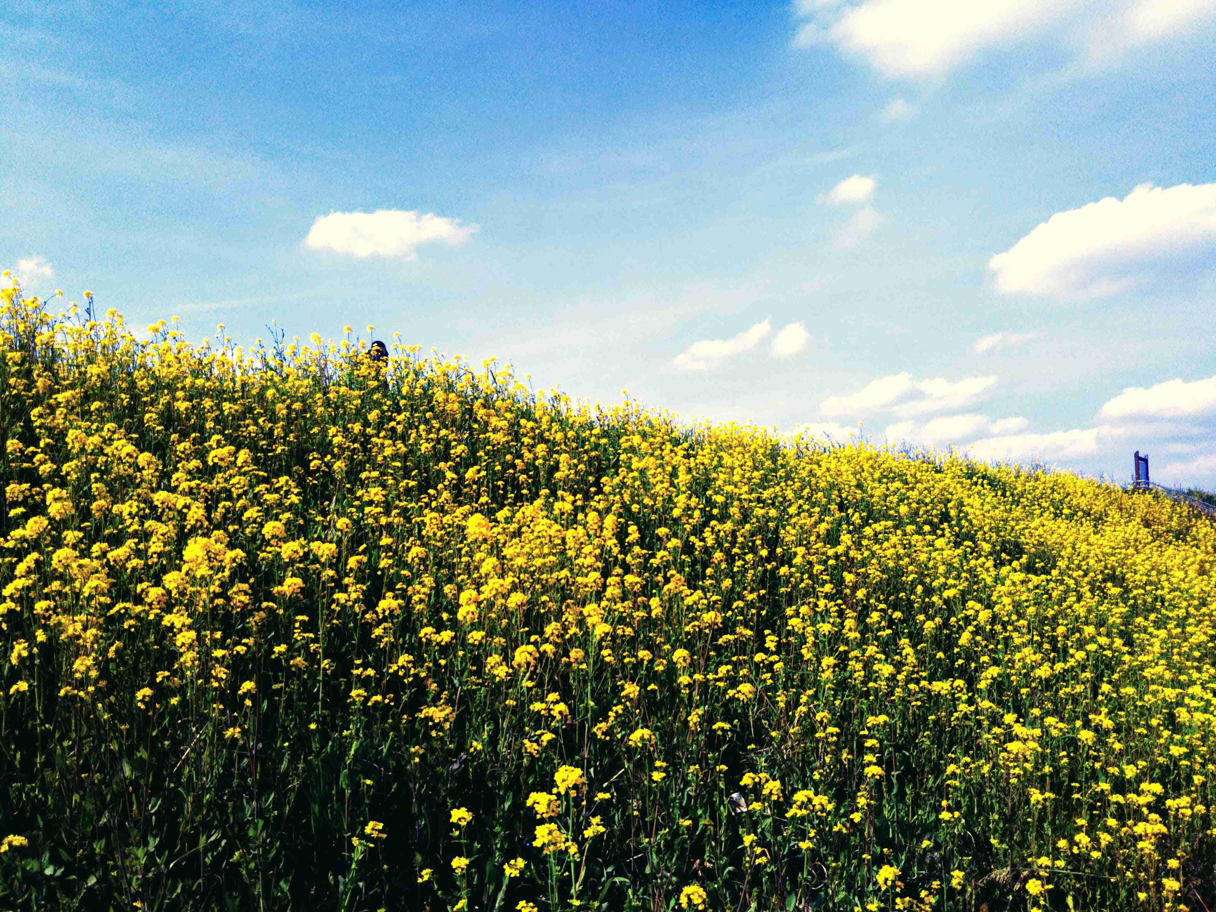 春だけど、ぼっちです