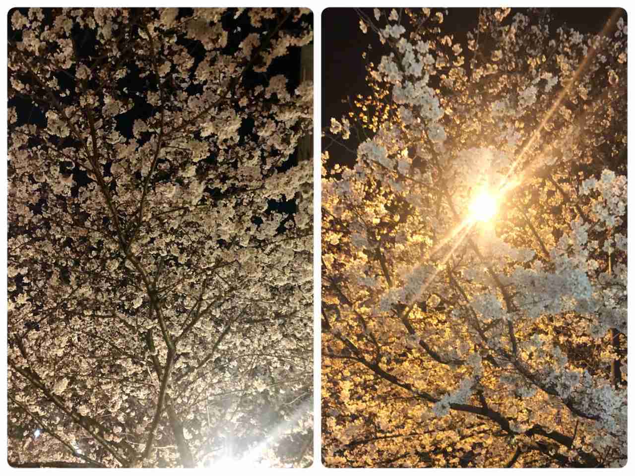 春だけど、ぼっちです