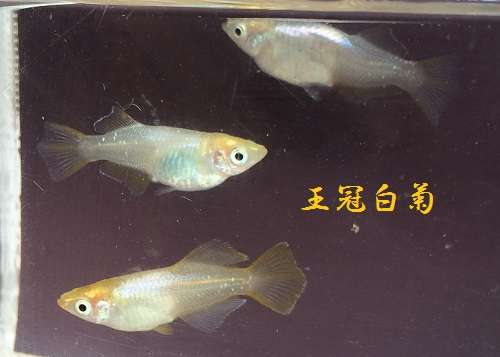 メダカ倶楽部　part9