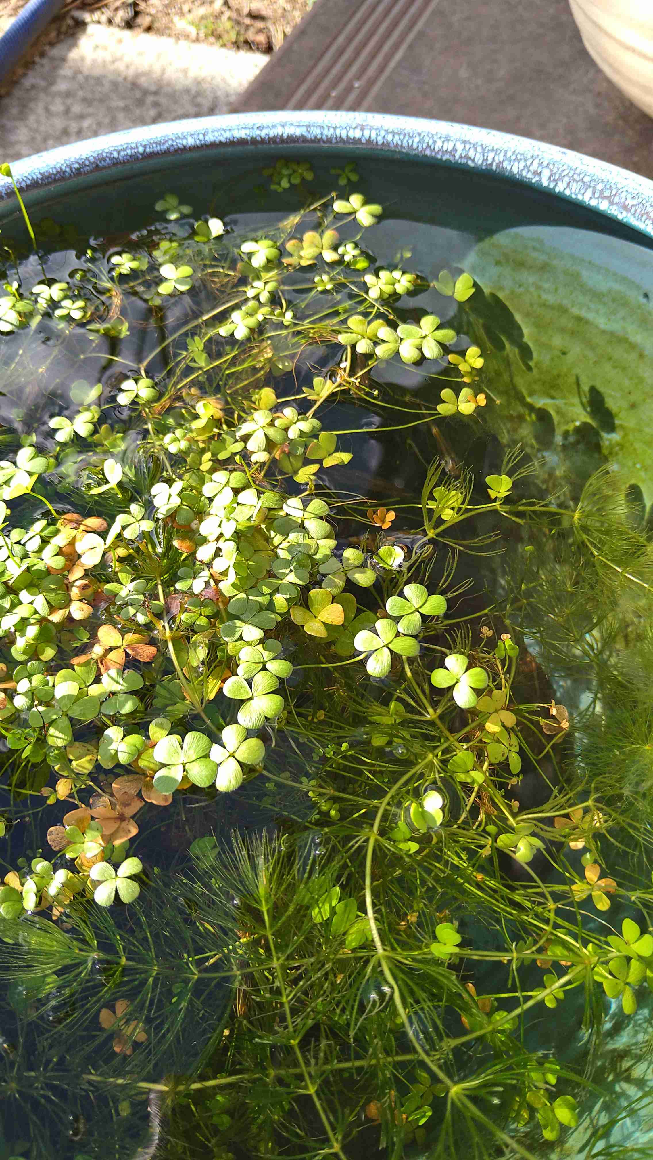 メダカ倶楽部　part9