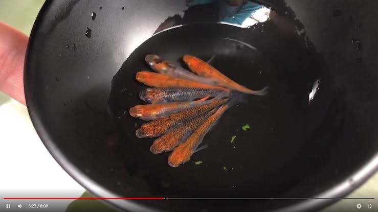 メダカ倶楽部　part9