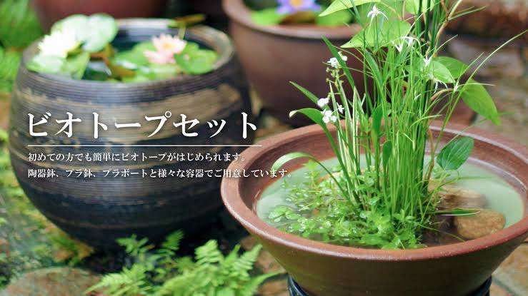 メダカ倶楽部　part9