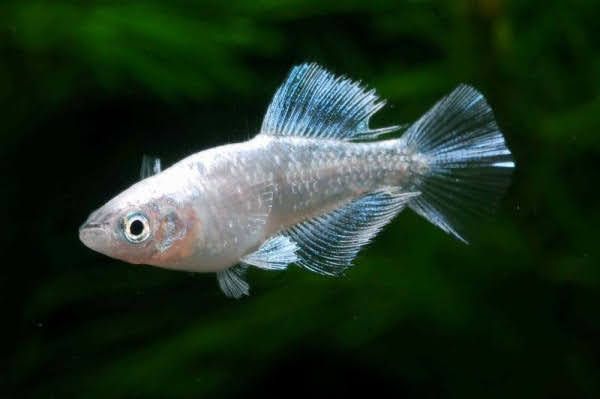 メダカ倶楽部　part9