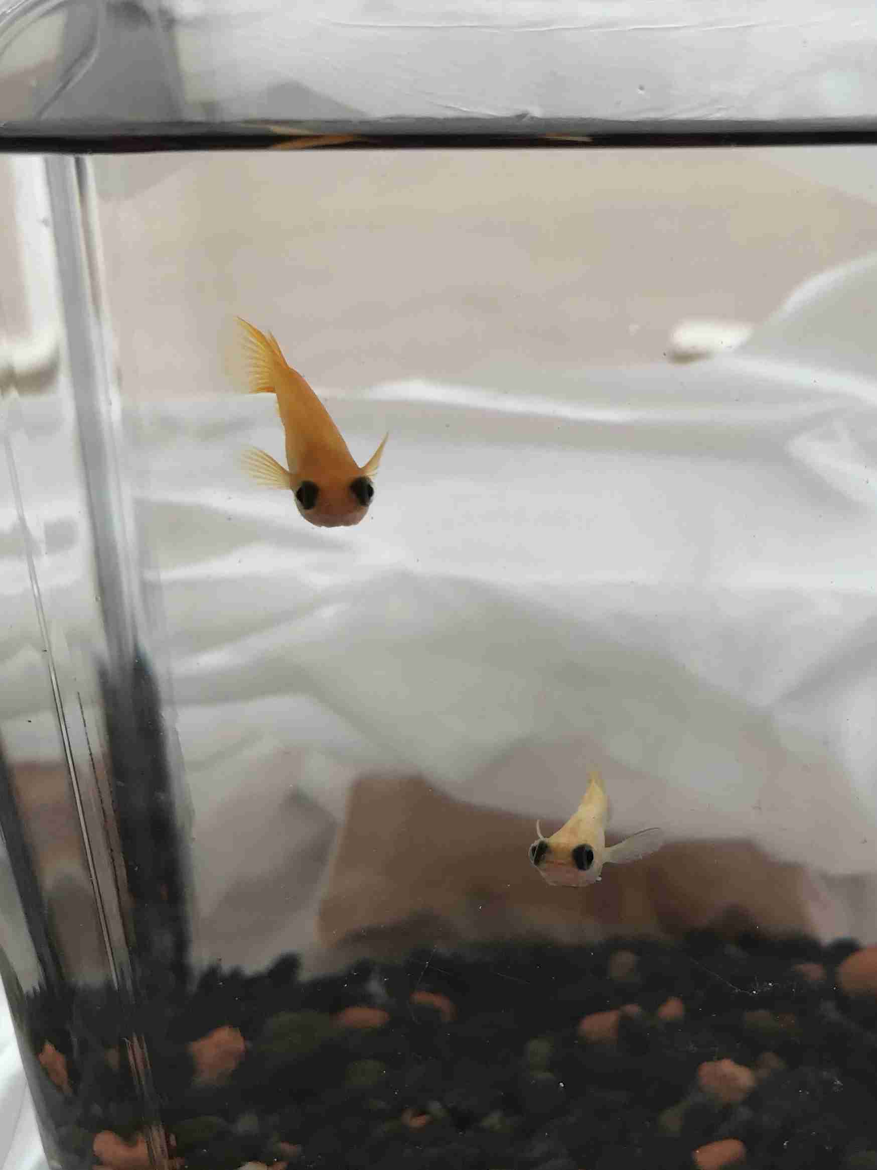 メダカ倶楽部　part9