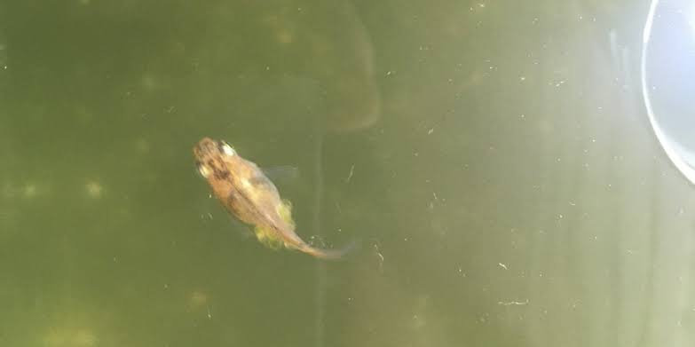 メダカ倶楽部　part9