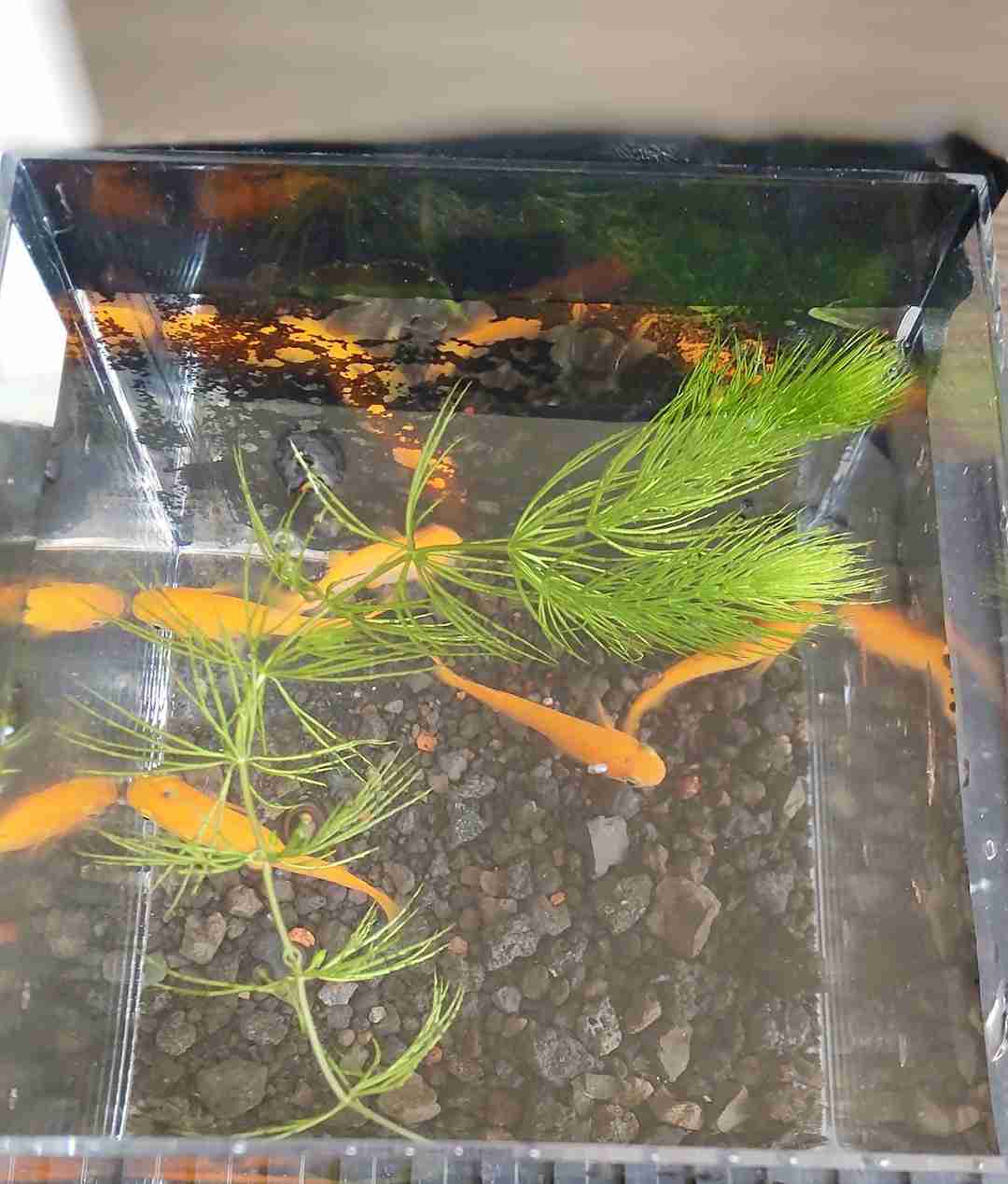 メダカ倶楽部　part9