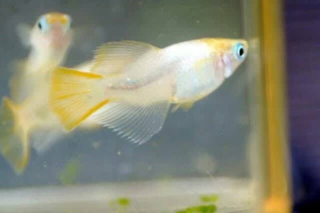 メダカ倶楽部　part9