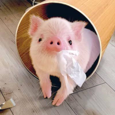 ペット界で人気急上昇！「マイクロブタ」にハマる人が続出、人気の秘密は犬猫をしのぐ“人懐っこさ”