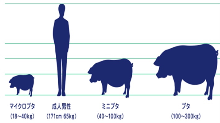 ペット界で人気急上昇！「マイクロブタ」にハマる人が続出、人気の秘密は犬猫をしのぐ“人懐っこさ”