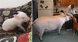 ペット界で人気急上昇！「マイクロブタ」にハマる人が続出、人気の秘密は犬猫をしのぐ“人懐っこさ”