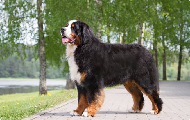 ペット界で人気急上昇！「マイクロブタ」にハマる人が続出、人気の秘密は犬猫をしのぐ“人懐っこさ”